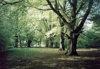 Savernake Forest